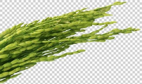 Green paddy Stock Photos