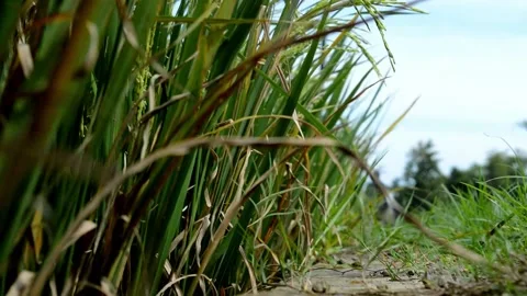 Green paddy plants Video stock 230211729