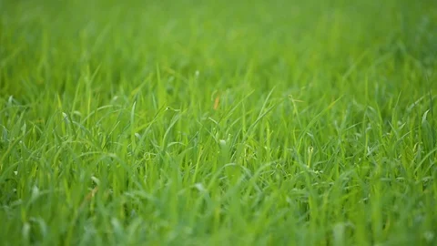Green paddy rice field flowing by wind Stock Footage 126141452