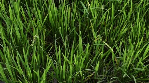 Green paddy rice field moving by windy, Landscape green nature with wind breeze Stock Footage 125170685