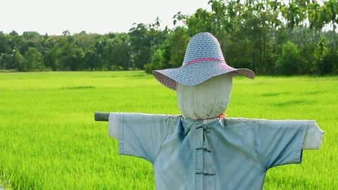 Green paddy rice field moving by windy Stock Footage 125170744