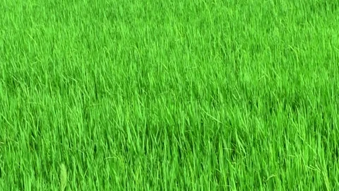 Green paddy rice field moving by windy, Landscape green nature with wind breeze Stock Footage 125170900