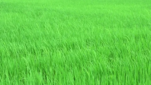 Green paddy rice field moving by windy, Landscape green nature with wind breeze Stock Footage 125170919