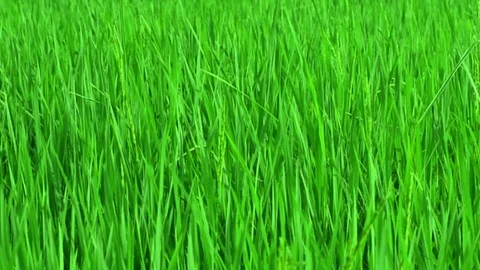 Green paddy rice field moving by windy, Landscape green nature with wind breeze Stock Footage 125170928