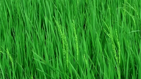 Green paddy rice field moving by windy, Landscape green nature with wind breeze Stock Footage 125170932