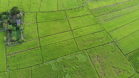 Green paddy rice field sunset with tree agricultural industry background Stock Footage 163927639