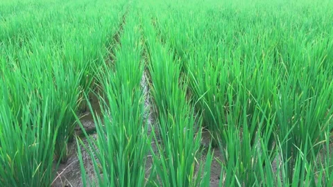 Green paddy ricefields Stock Footage 295906884