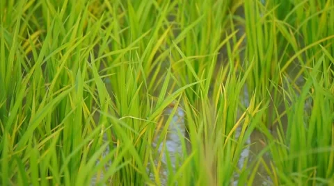 Green Paddy Stalks, Close Up 스톡 동영상 47983338