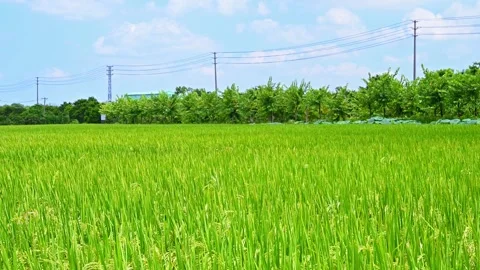 Green paddy under blue sky in a sunny day at horizontal composition Stock Footage 246404231