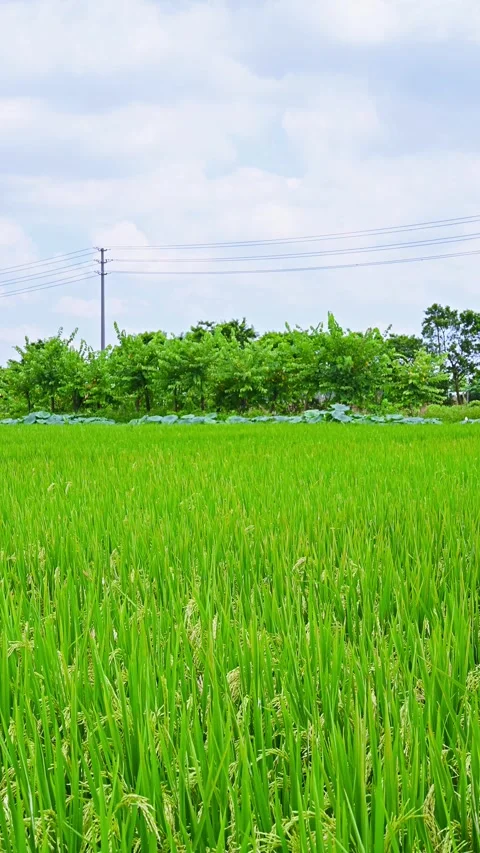 Green paddy under blue sky in a sunny day at vertical composition Stock Footage 248433447