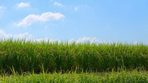 Green paddy under blue sky in a sunny day Stock Footage 278521452