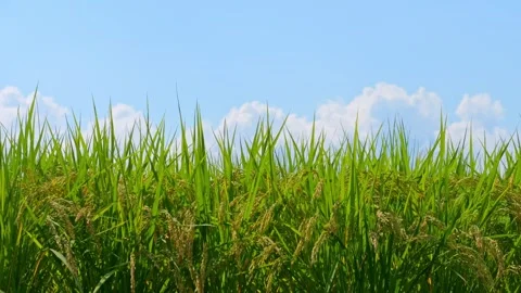 Green paddy under blue sky in a sunny day Video stock 278522014