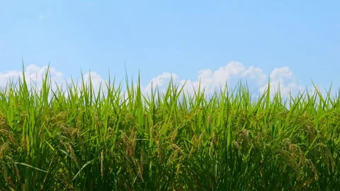 Green paddy under blue sky in a sunny day Video stock 278522135