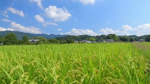 Green paddy under blue sky in a sunny day Stock Footage 278522958