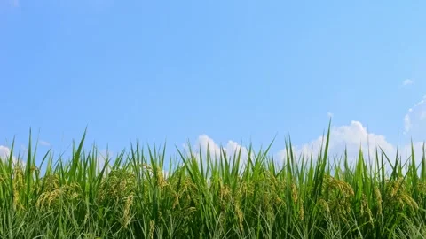 Green paddy under blue sky in a sunny day Video stock 278523280