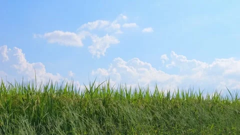 Green paddy under blue sky in a sunny day Video stock 278523369