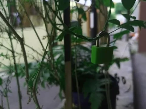 Green padlocks Stock Photos