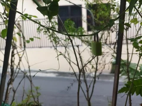 Green padlocks Fotos de archivo