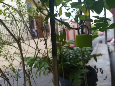 Green padlocks Фото