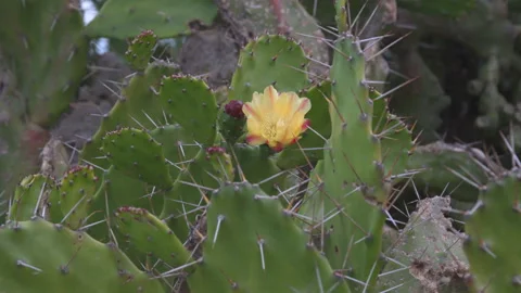 Green pads on a prickly pear cactus. Close up Видео 100034285