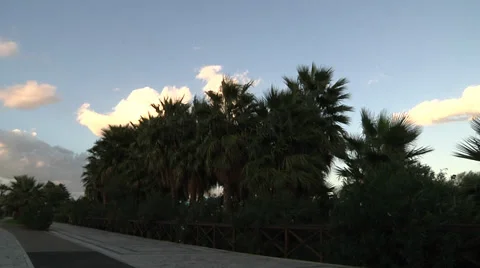 Green pain tree, palms, wind. Видео 32221709