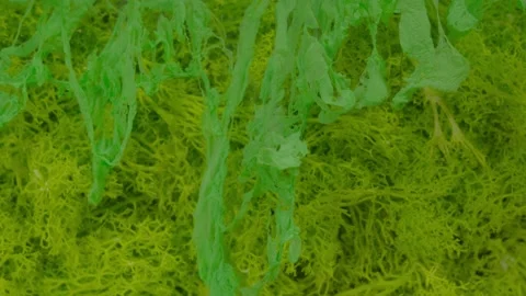 Green paint and moss 스톡 동영상 331097802