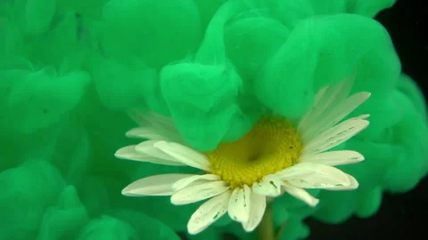 Green Paint On White Flower Stock Footage 94331416