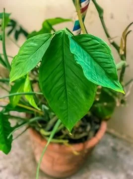GREEN pair of leaves Stock Photos