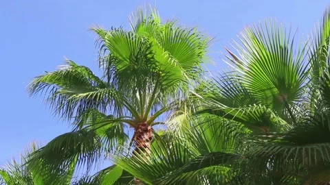 Green palm branches fluttering in the wind against the blue sky close-up Stock Footage 163376239