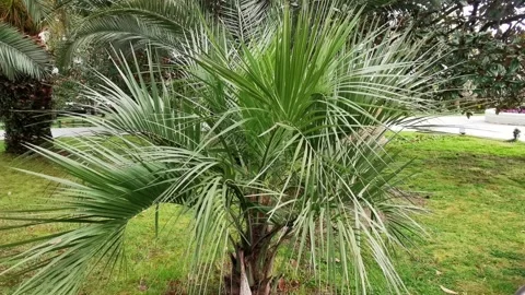 Green palm branches sway gently in the wind on a summer day. Natural background. Stock Footage 331983953