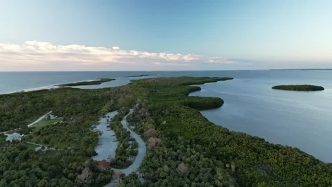 Green palm Video stock 318933849