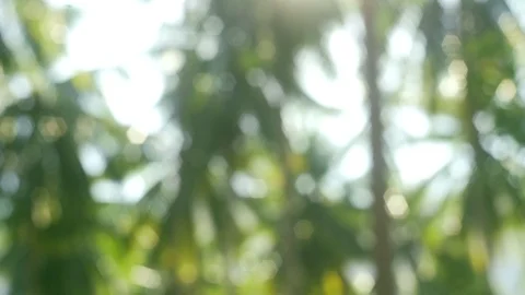 Green palm grove blurred with sunlight 4k background footage Stock Footage 107516100
