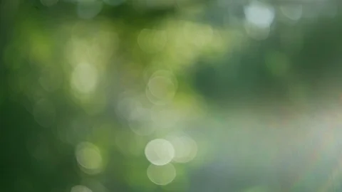 Green palm grove blurred with sunlight 4k background footage. Stock Footage 107516885