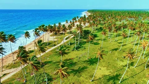 Green palm grove on empty wild beach of tropical island. Stock Footage 280537894