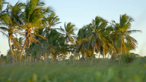 Green palm grove at sunset. Stock Footage 168888055