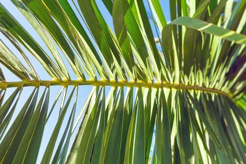 Green palm leaf abstract summer tropical background Foto stock