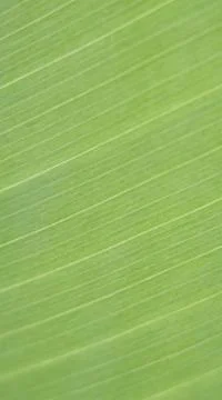 Green palm leaf. Abstract texture Stock Photos