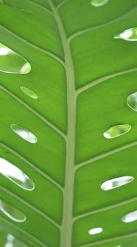 Green palm leaf. Abstract texture Stock Photos