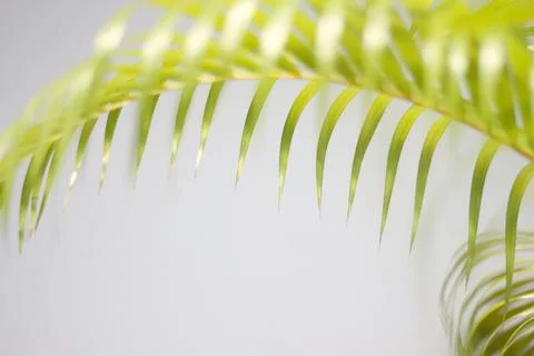 Green palm leaf and shadows on a concrete wall white background Stock Photos