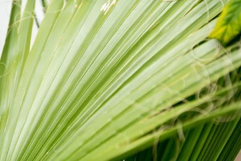 Green palm leaf background from close up palm leaf Stock Photos