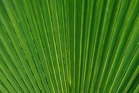Green palm leaf background. Close up of green palm leaf texture. 스톡 사진