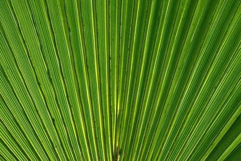 Green palm leaf background. Close up of green palm leaf texture. Foto stock