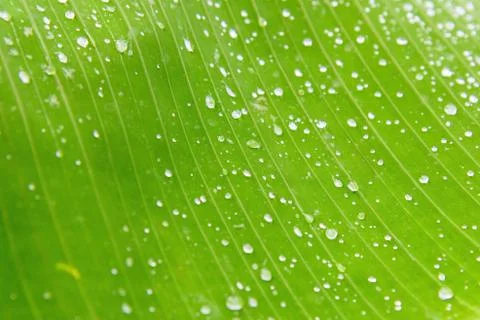 Green palm leaf background with dew drops Photos