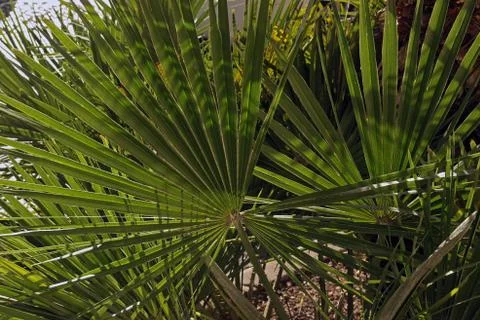 Green palm leaf for background. Horizontal photo Stock Photos