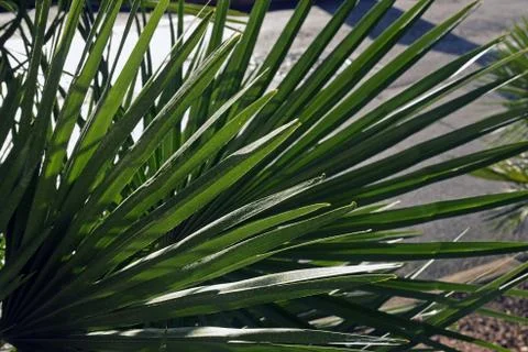 Green palm leaf for background. Horizontal photo. Selective focus Stock Photos