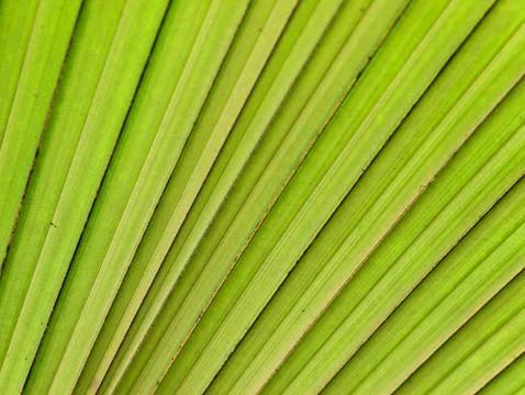 Green palm leaf background Foto stock