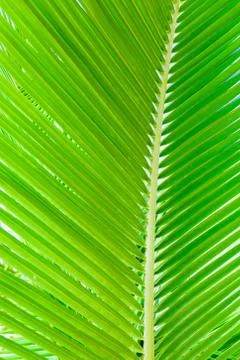 Green palm leaf background Fotos Stock