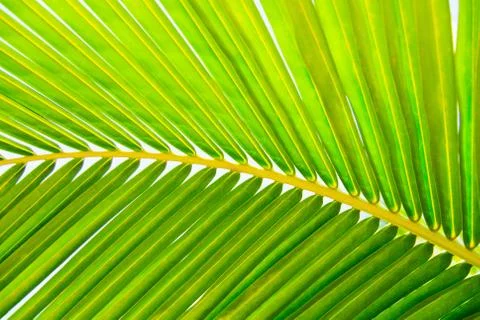 Green palm leaf background Foto stock