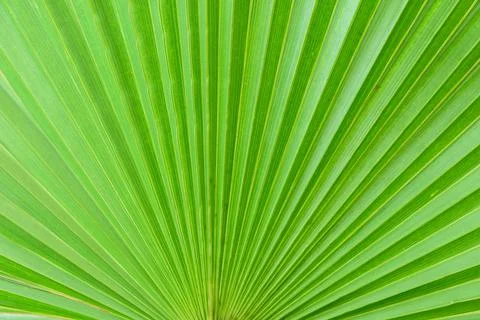 Green palm leaf background Stock Photos