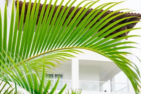 Green palm leaf background Foto stock